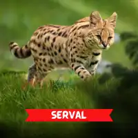 Serval