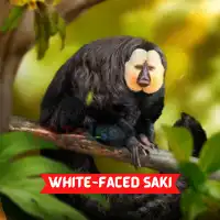 White-faced Saki