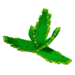 Aloe Vera Aloe Vera