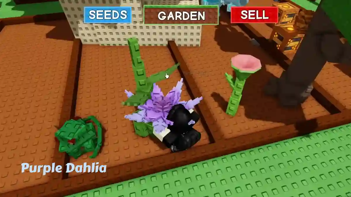 How to get purple dahlia in grow a garden roblox 