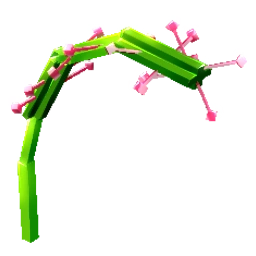 Sundew Sundew